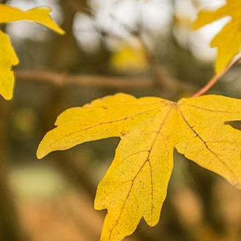Camosun College logo