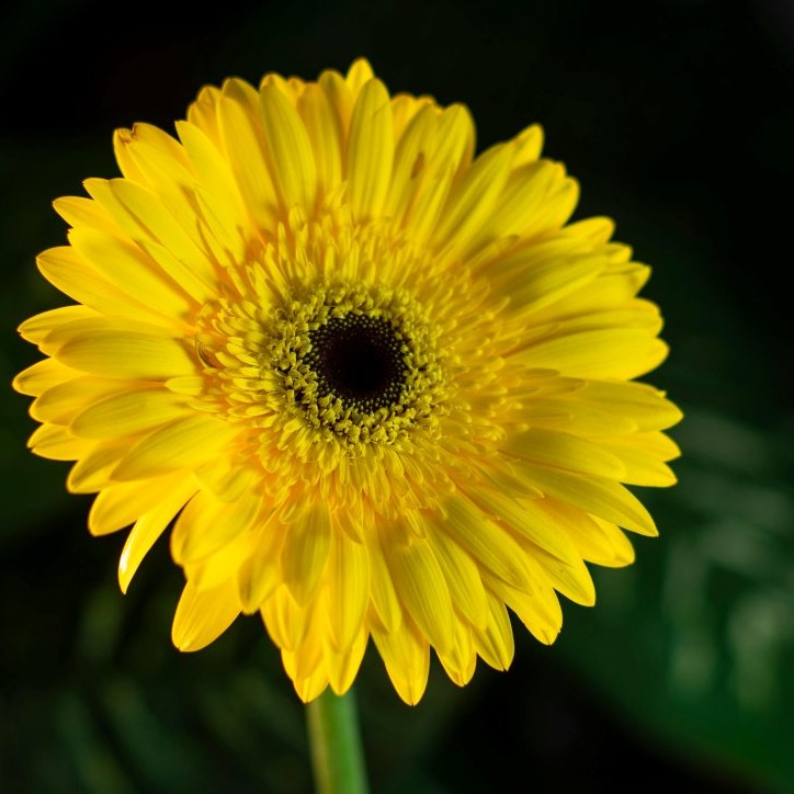 Columbia College logo