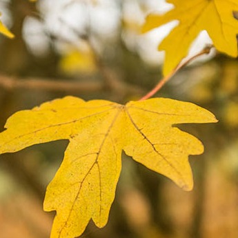 Douglas College logo