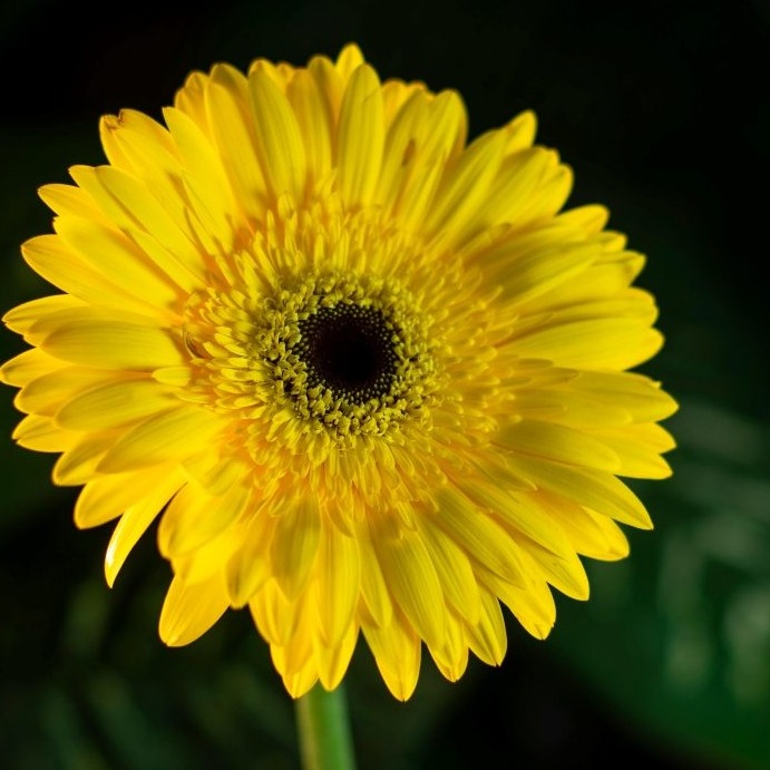 University of Victoria logo